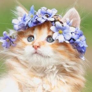 Meet your Posher, Tori